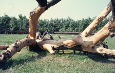 804435 Afbeelding van een boomstronk in de dierenweide van het Park Transwijk te Utrecht.